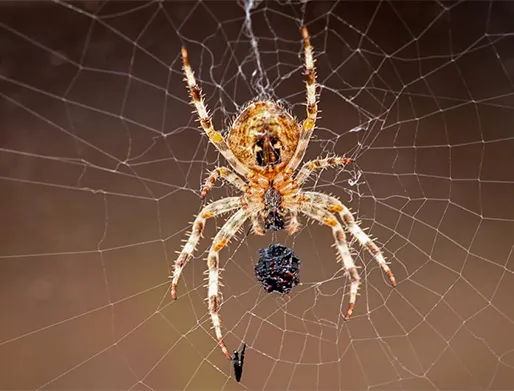 Cotação de Dedetização de Aranhas