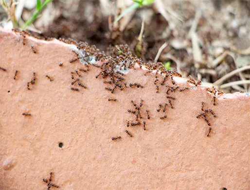 Dedetização de Formigas na Zona Norte